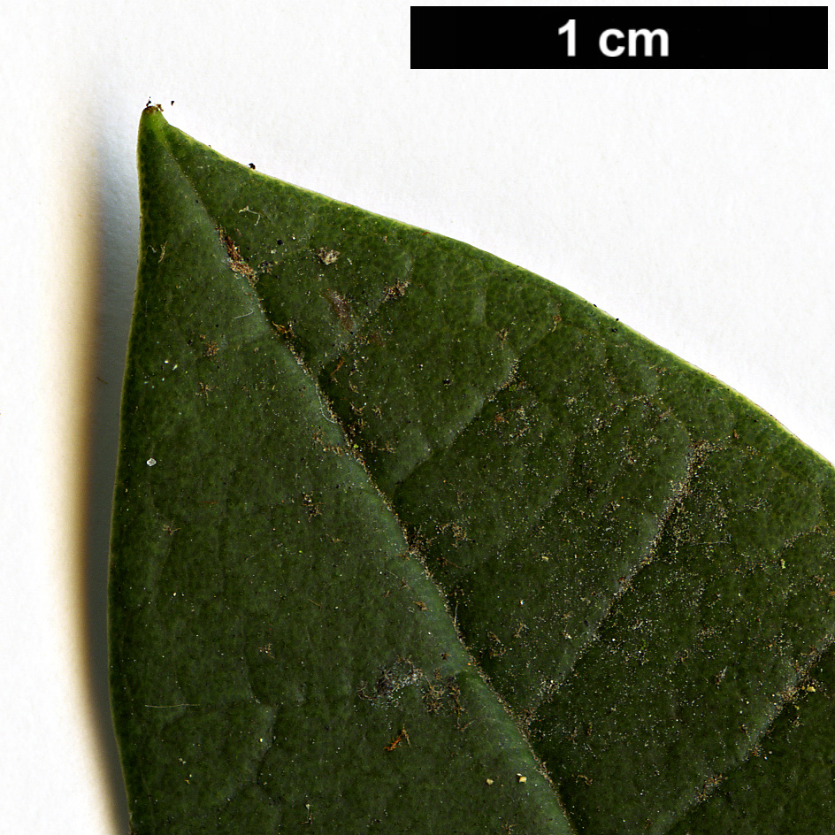 High resolution image: Family: Ericaceae - Genus: Rhododendron - Taxon: arboreum - SpeciesSub: subsp. cinnamomeum Campbelliae Group